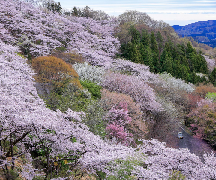 In April, the entire mountain is dyed pink with cherry blossoms.<br> 