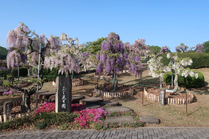 This is a sample garden with 45 varieties of wisteria planted. You can encounter wisteria flowers of various shapes and colors, including purple, white, pink, and double-flowered.<br> 