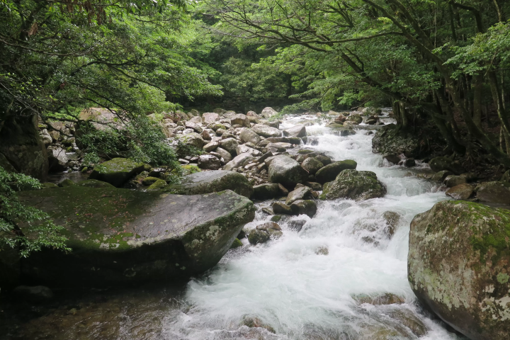四国の静かな森で秘密の修行：誰にも知られない癒しの体験