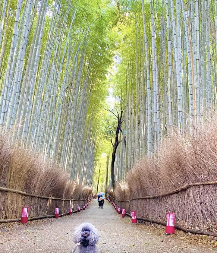 Introducing recommended spots for a trip to Kyoto with your dog