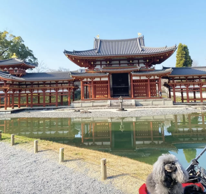 Introducing recommended spots for a trip to Kyoto with your dog