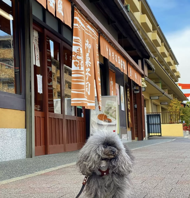 Introducing recommended spots for a trip to Kyoto with your dog