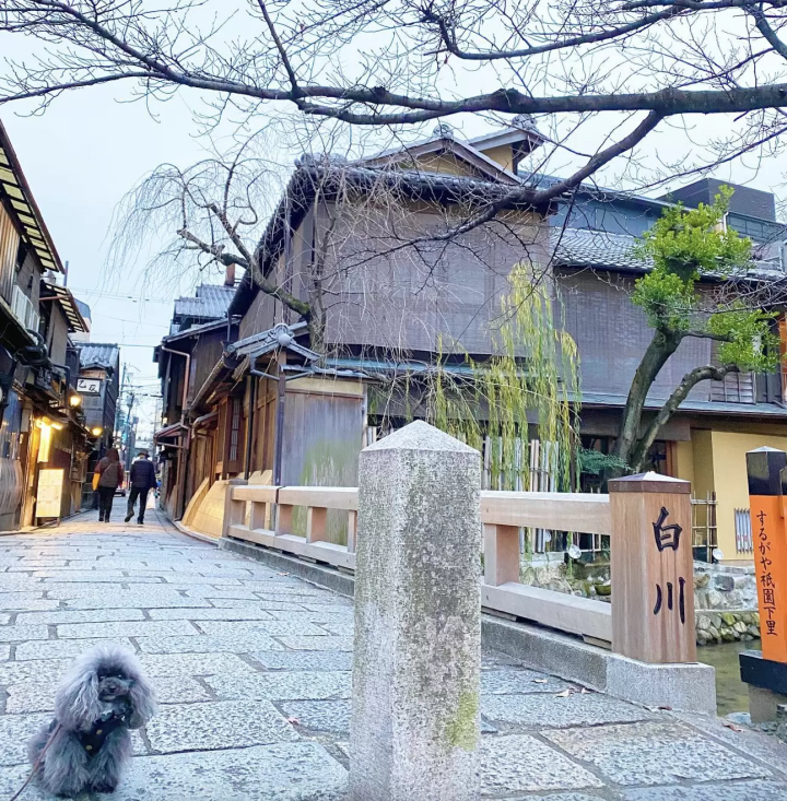 Introducing recommended spots for a trip to Kyoto with your dog