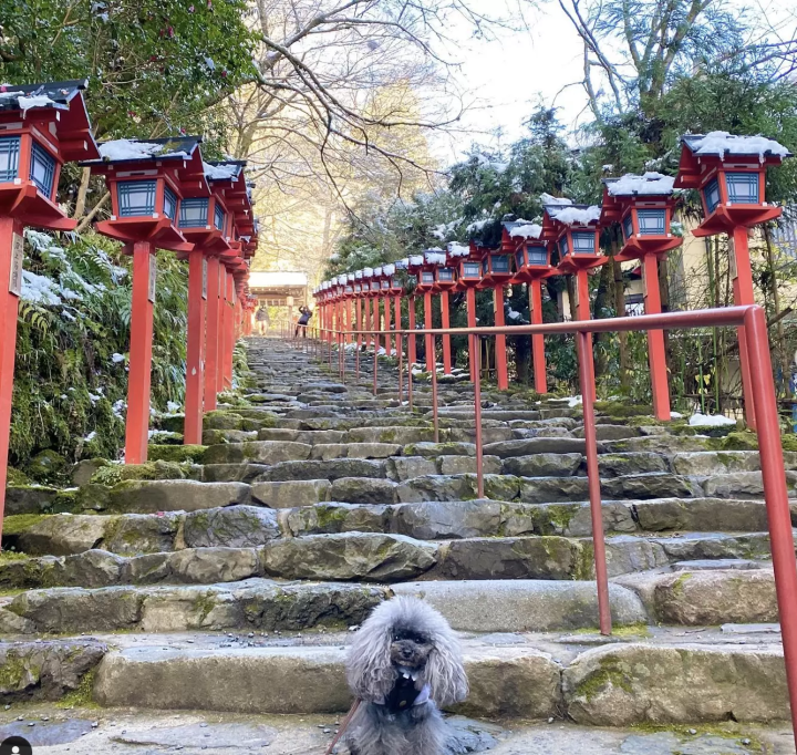 Introducing recommended spots for a trip to Kyoto with your dog