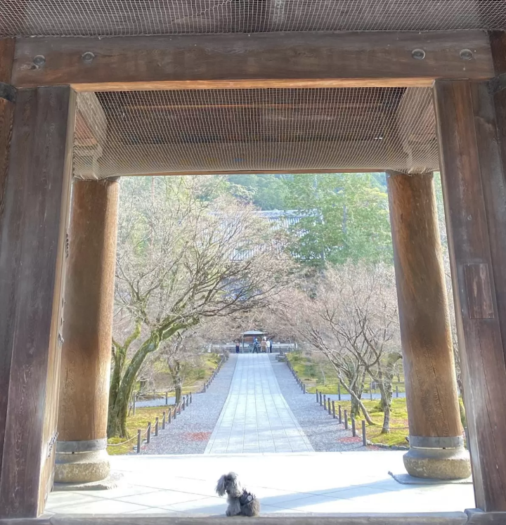 Introducing recommended spots for a trip to Kyoto with your dog