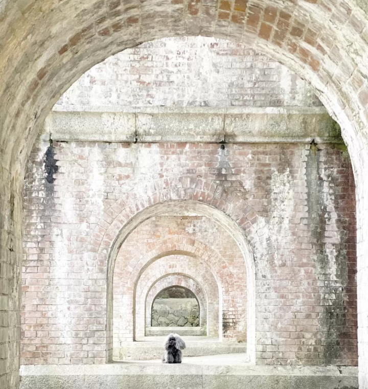 Introducing recommended spots for a trip to Kyoto with your dog