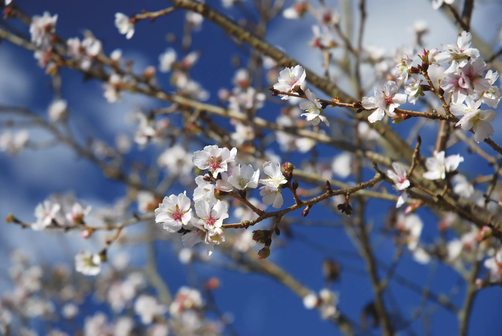 A guide to Fujioka City, Gunma Prefecture, where hot springs and beautiful flowers are the highlights
