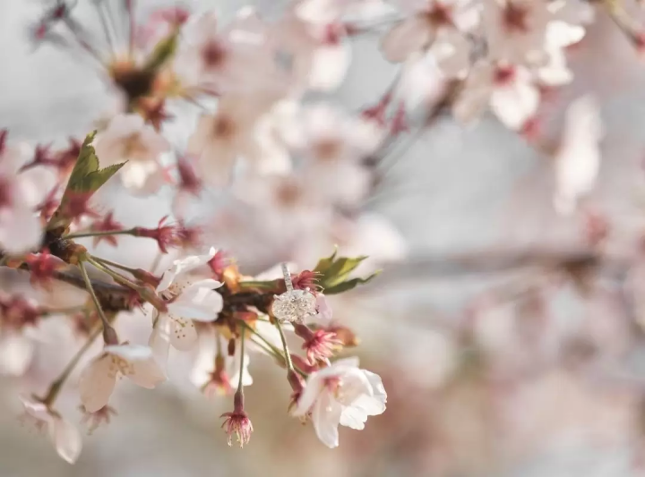 東京でプロポーズするには - 究極のプロポーズ・ガイド