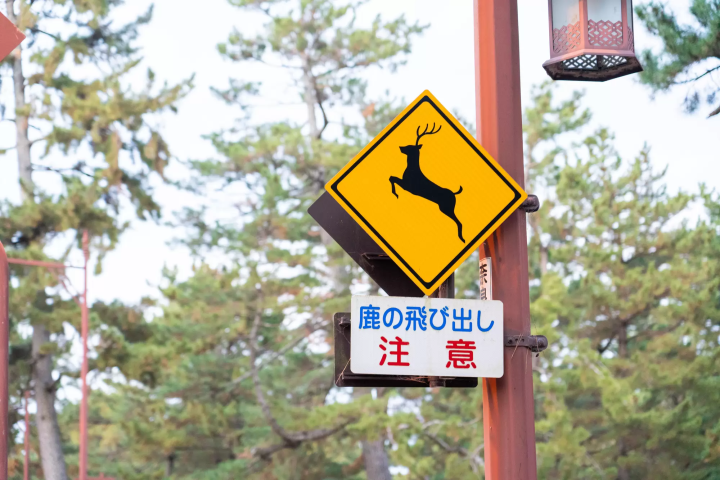 ต้นกำเนิดกวาง แห่งสวนกวางนารา (Nara)