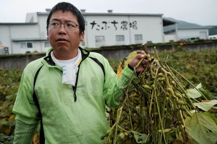 Harvesting black soybeans in Tamba Sasayama 