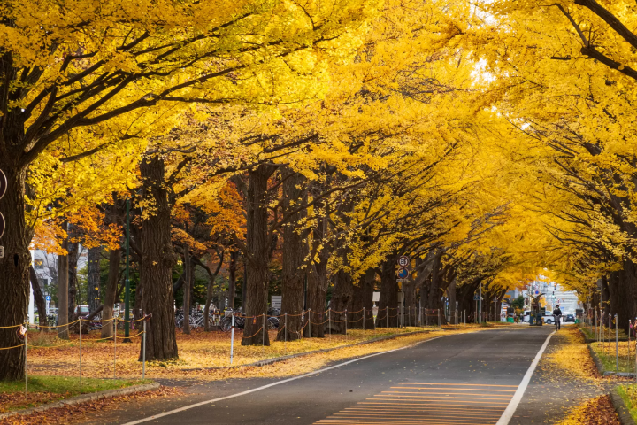 搭札幌地下鐵暢遊札幌市區！路線圖、沿線景點、優惠車票資訊彙整