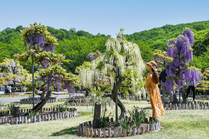 The purple curtains are fantastic! Fujioka City's scenic spot where wisteria blooms in full glory: "Fuji no Saku Oka"