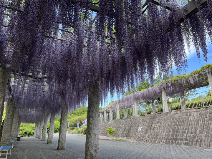 The purple curtains are fantastic! Fujioka City's scenic spot where wisteria blooms in full glory: "Fuji no Saku Oka"