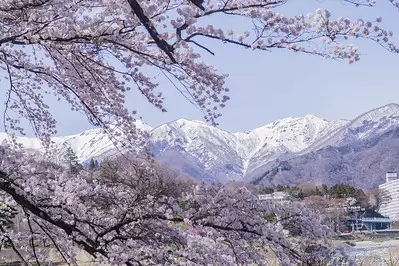 Enjoy cherry blossom viewing in Gunma, Gunma Prefecture, while avoiding the crowds, with its charming scenery of snow-capped mountains and cherry blossoms!