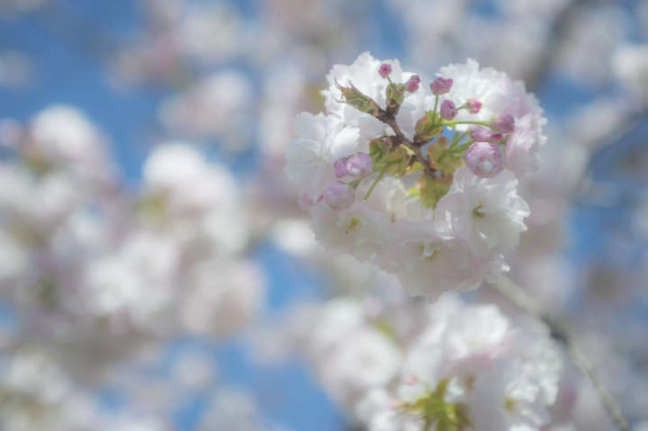 Enjoy cherry blossom viewing in Gunma, Gunma Prefecture, while avoiding the crowds, with its charming scenery of snow-capped mountains and cherry blossoms!