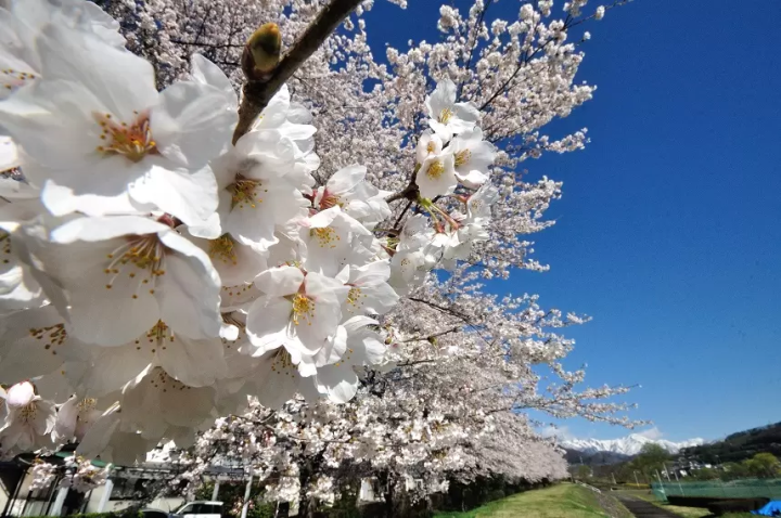 Enjoy cherry blossom viewing in Gunma, Gunma Prefecture, while avoiding the crowds, with its charming scenery of snow-capped mountains and cherry blossoms!