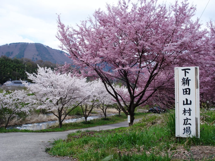 Enjoy cherry blossom viewing in Gunma, Gunma Prefecture, while avoiding the crowds, with its charming scenery of snow-capped mountains and cherry blossoms!