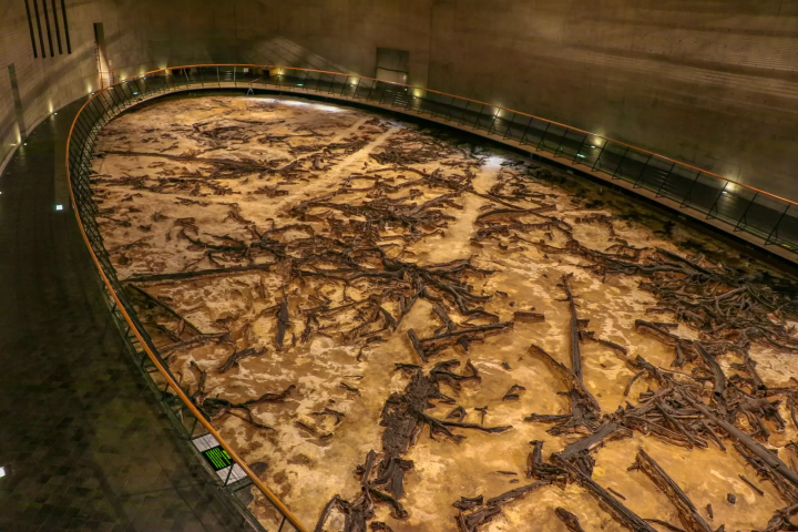 地底の森ミュージアム