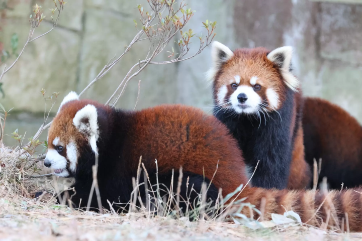 八木山動物公園
