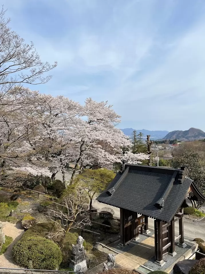 Enjoy cherry blossom viewing in Gunma, Gunma Prefecture, while avoiding the crowds, with its charming scenery of snow-capped mountains and cherry blossoms!