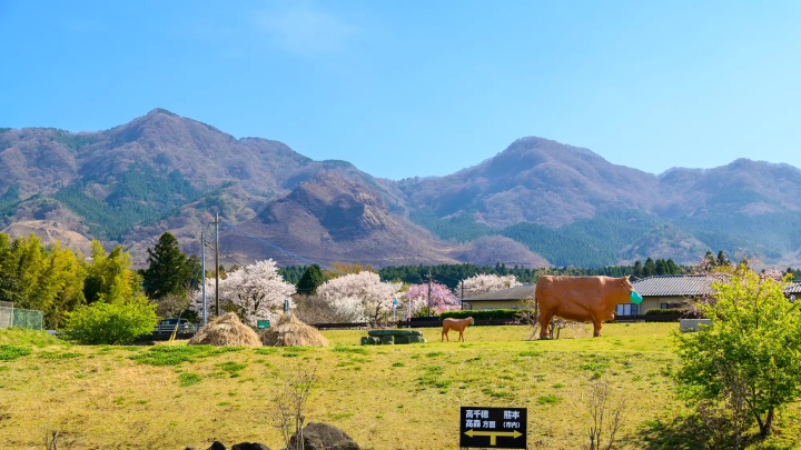 南阿蘇村　櫻花