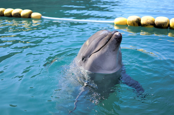 福岡空港から最短1時間30分！グルメ旅におすすめ 長崎・壱岐でできる５つの特別体験