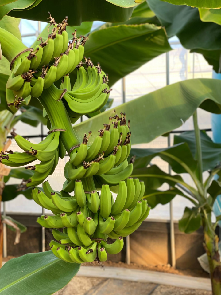 福岡空港から最短1時間30分！グルメ旅におすすめ 長崎・壱岐でできる５つの特別体験