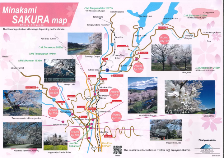 Enjoy cherry blossom viewing in Gunma, Gunma Prefecture, while avoiding the crowds, with its charming scenery of snow-capped mountains and cherry blossoms!