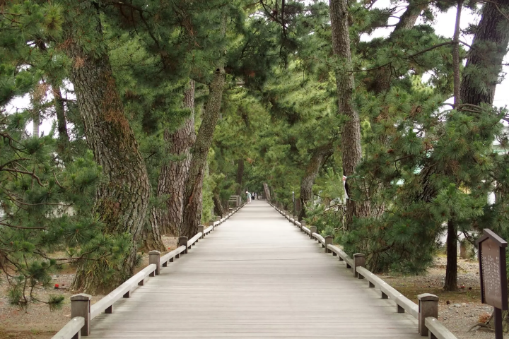 The "Path of the Gods" made of eucalyptus trees connects Miho Shrine to Miho no Matsubara (Photo courtesy of Shizuoka City) 