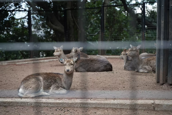 夢見ヶ崎動物園