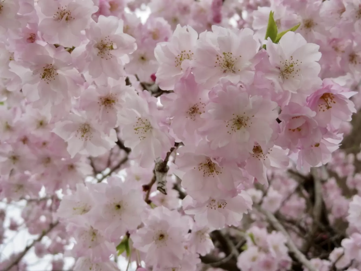 大阪城公園櫻花的最佳觀賞時期