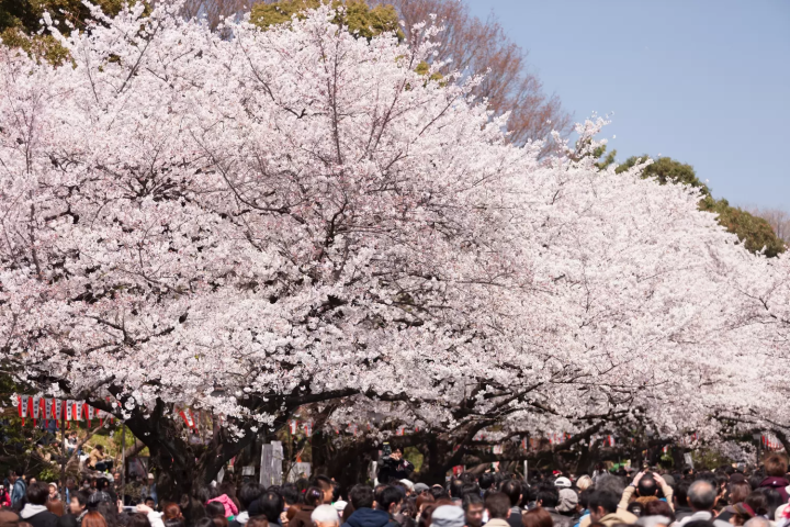 上野公園　桜