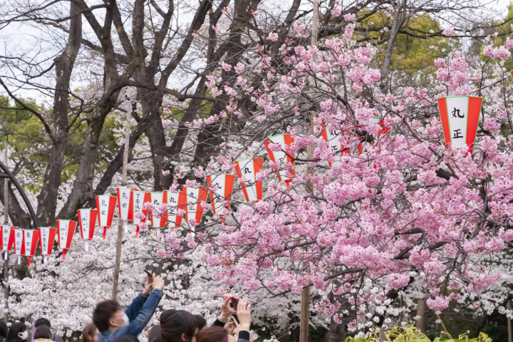 上野公園　桜