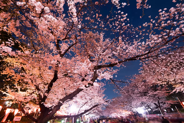 上野公園　夜桜