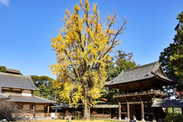 菩提寺 イチョウ