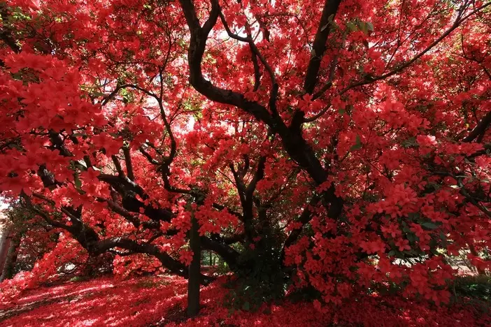 ดอกอาซาเลียอันล้ำค่ายังปรากฏอยู่ในรายการทีวีด้วย 