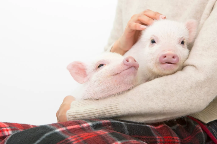 mipig cafe 原宿店