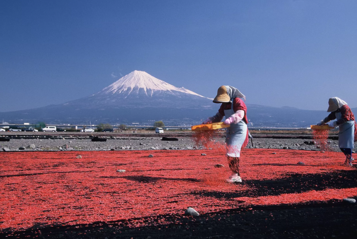 Sakura shrimp, which can only be found in Suruga Bay, Shizuoka, are dried in the sun. 