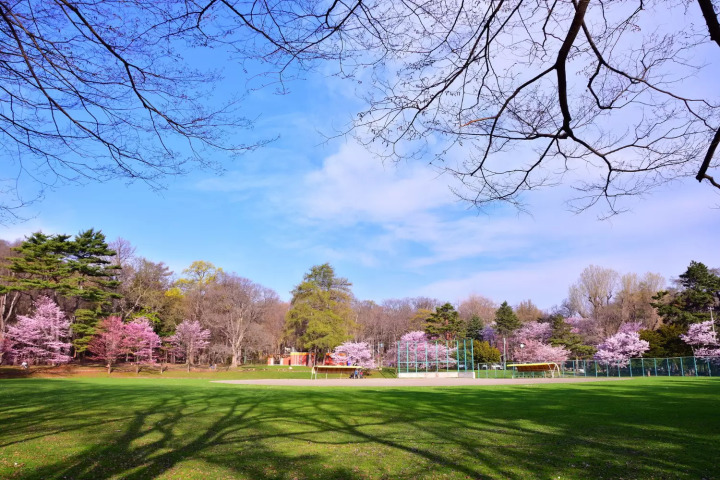 円山公園の桜の見頃