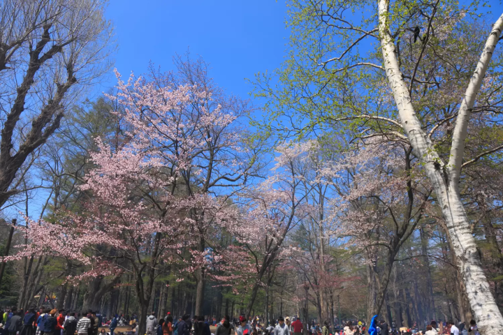 円山公園の花見のおすすめスポット