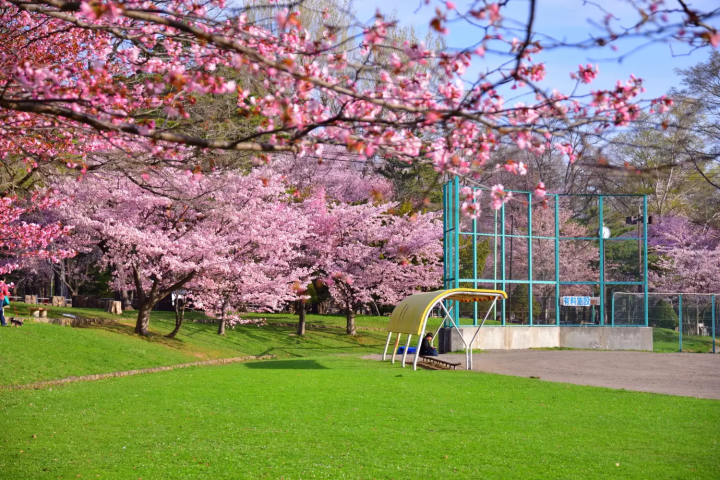 円山公園の中心部