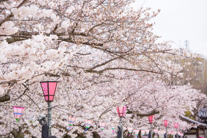 大阪城公園最佳觀賞時期