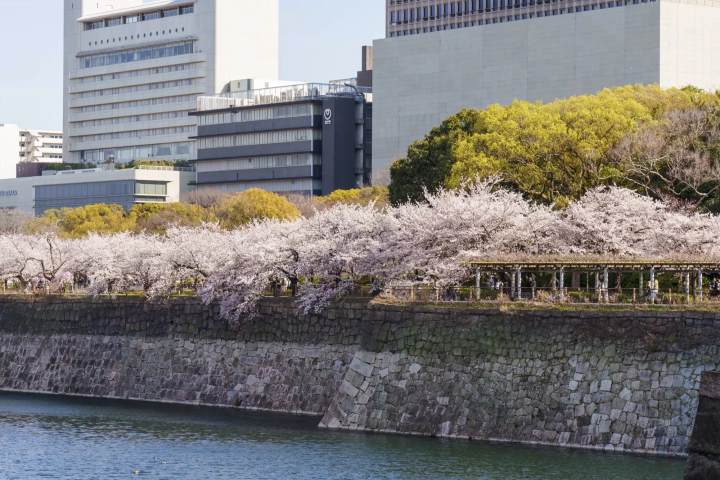 大阪城公園的推薦櫻花景點