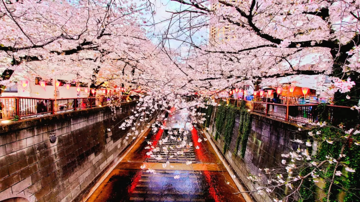 目黒川 桜