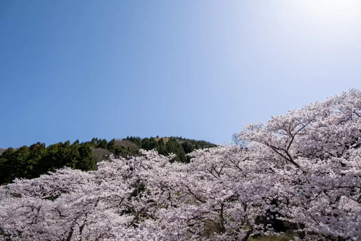 海津大崎的櫻花