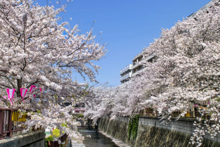 目黒川　桜