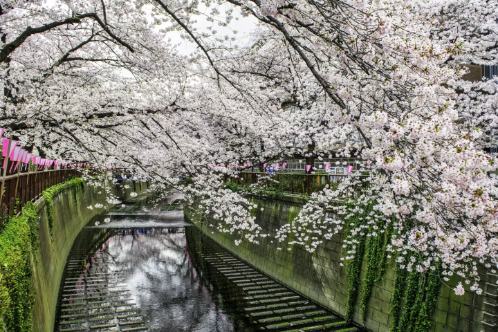 目黒川中流付近