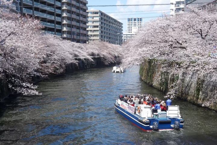 目黒川　お花見クルーズ