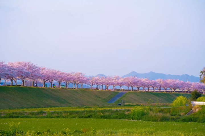 おの桜づつみ回廊　桜