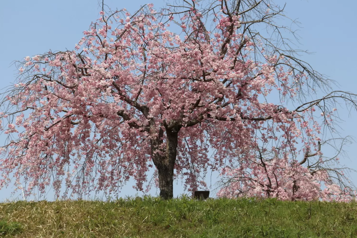 ヤエベニシダレ